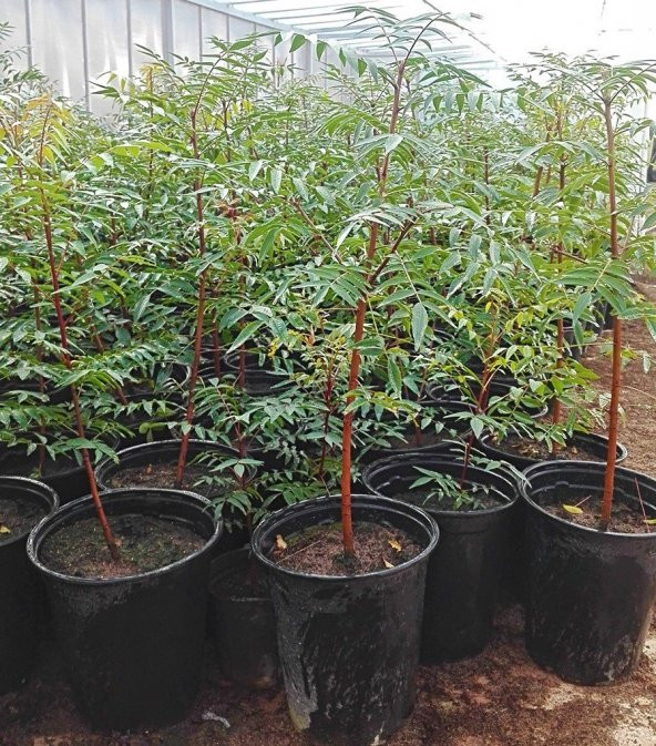 Tüplü Ucb 1 Antep Fıstığı Anacı Fidanı (10 Adet) - Resim 4