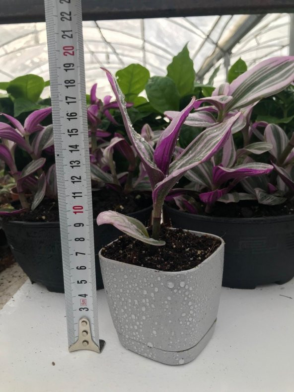 Nanouk Telgraf Çiçeği Pastel Renkler Ofis Salon Bitkisi - Resim 7