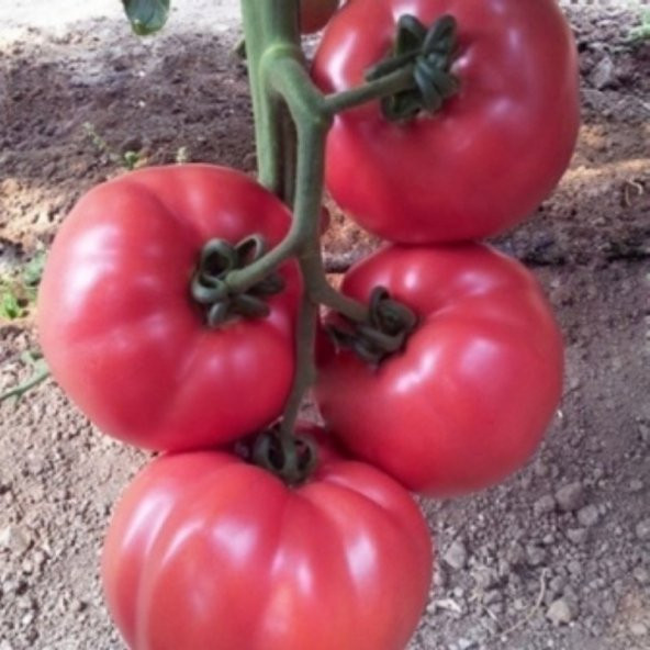 Pembe Pembole Oturak Domates Fidesi-5 Adet - 3