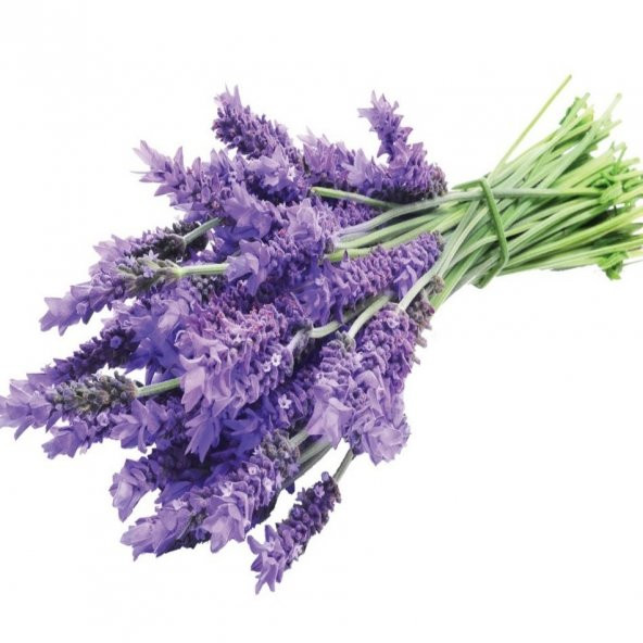 Lavanta Lavandula Angustifolia Tohumu -10 Gram - Resim 3