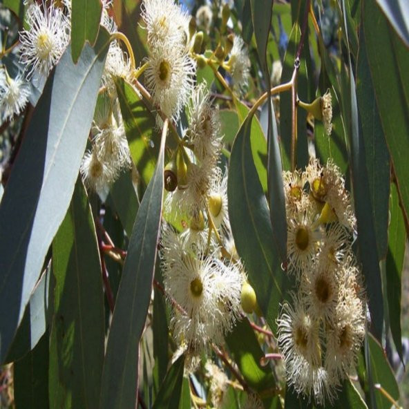 Okaliptüs ( Eucalyptus) Ağacı Tohumu -20 Adet - Resim 3