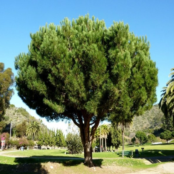 Kızıl Çam (Pınus Brutıa) Ağacı Tohumu -25 Adet - 1