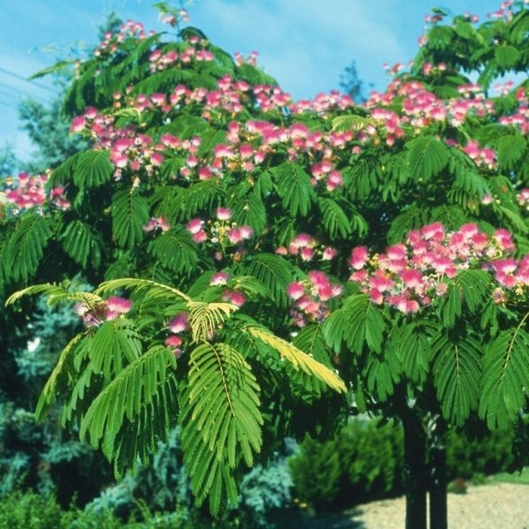 GÜLİBRİŞİM (ALBIZIA JULIBRISSIN) Ağacı Tohumu -5 Adet