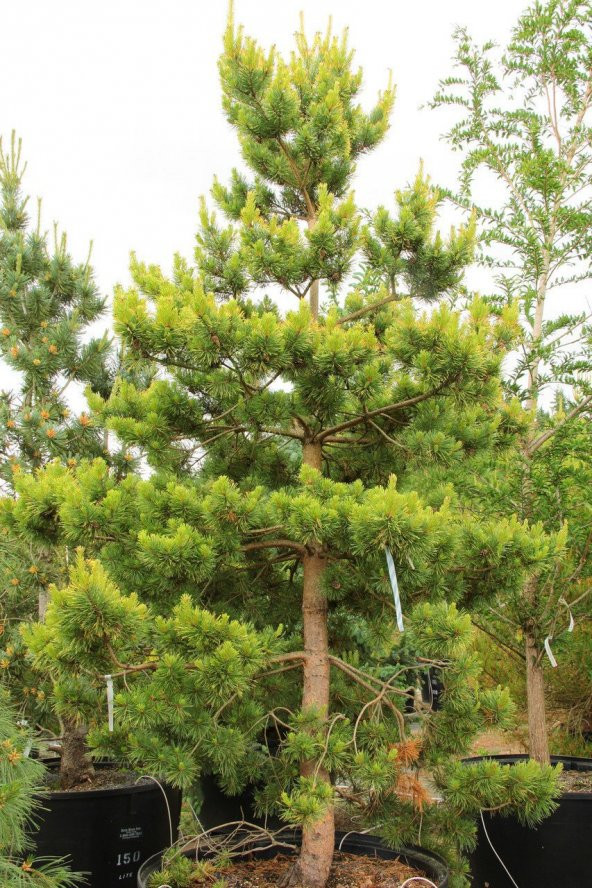 Sarı Çam (Pinus Sylvestris) Ağacı Tohumu -50 Adet - Resim 4