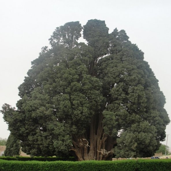 Halep Çamı (PINUS HALEPENSIS) Ağacı Tohumu -10 Adet