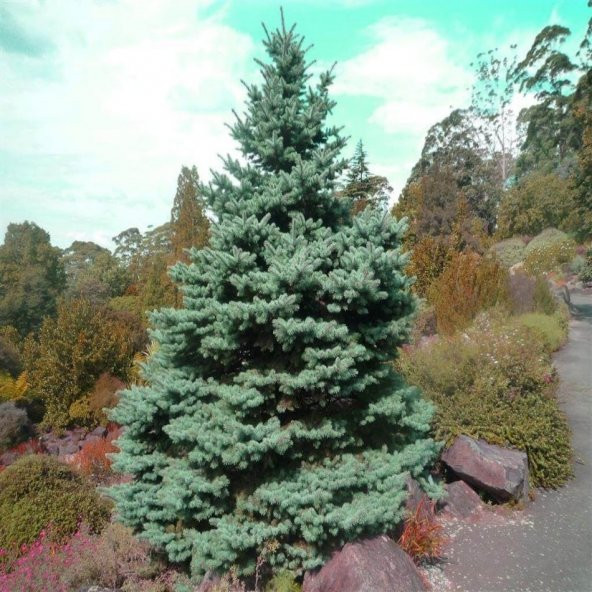 Beyaz Ladin (PICEA GLAUCA) Ağacı Tohumu -10 Adet