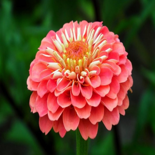 Şeker Pembe Zinnia Kirli Hanım Çiçeği Tohumu -40 Adet