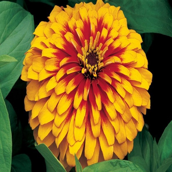 Turuncu Zinnia Kirli Hanım Çiçeği Tohumu -40 Adet - 4