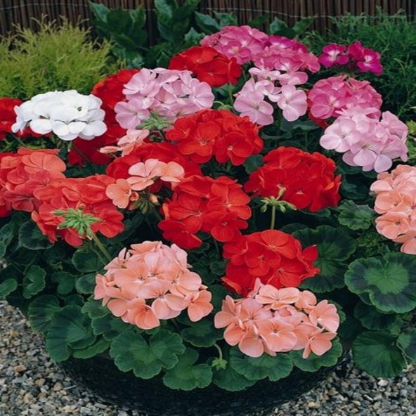 Karışık Sardunya Geranium Sanguineum Çiçeği Tohumu -23 Adet ürün görseli