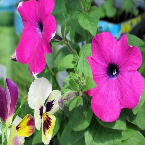 Mor Petunya (Petunia) Çiçeği Tohumu -100 Adet ürün görseli