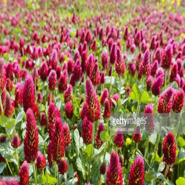 Kırmızı Üç Gül Trifolium Çiçeği Tohumu -50 Adet - 3