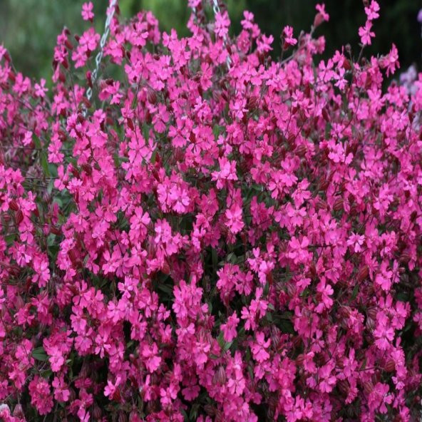 Pembe Rüya Nakil Çiçeği Tohumu -950 Adet - Resim 4