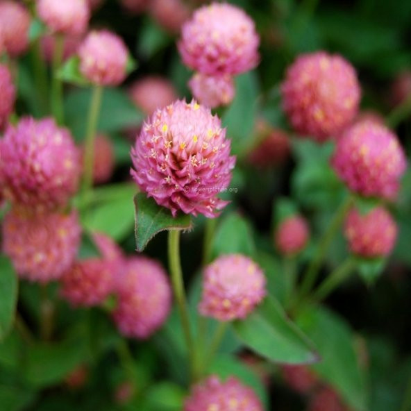 Pembe Medine Hanım Düğmesi Çiçeği Tohumu -50 Adet - Resim 3