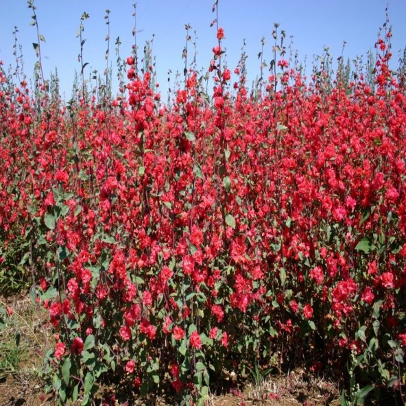 Kırmızı Renkli Clarkia Çiçeği Tohumu -95 Adet - 4