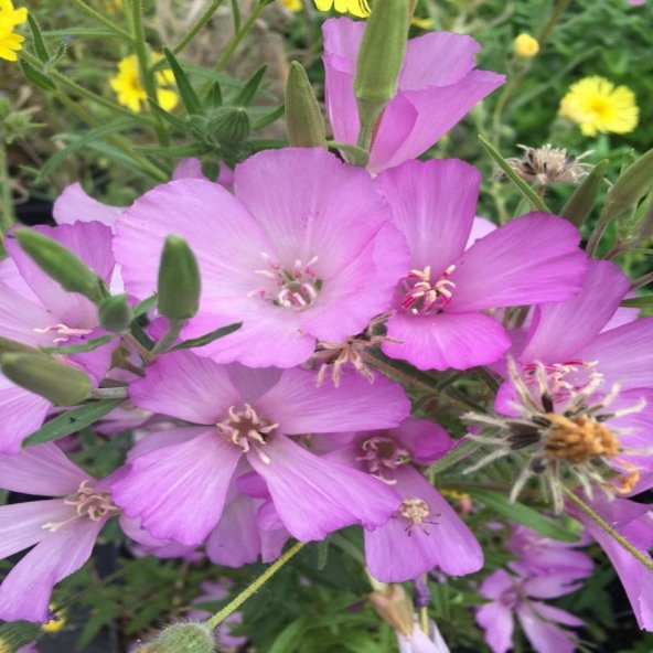 Lila Renkli Clarkia Çiçeği Tohumu -95 Adet ürün görseli