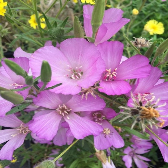 Lila Renkli Clarkia Çiçeği Tohumu -95 Adet - Resim 2