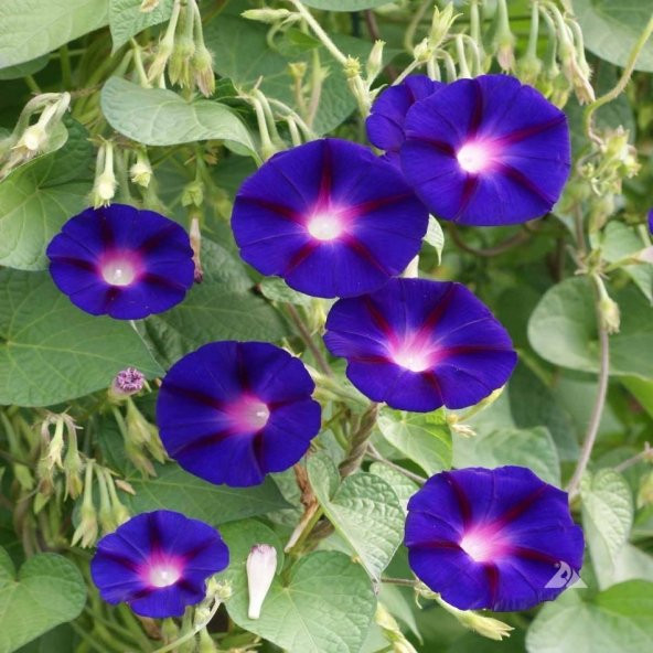 Ipomoea Purpurea Kahkaha Çiçeği Tohumu -10 Adet - Resim 4