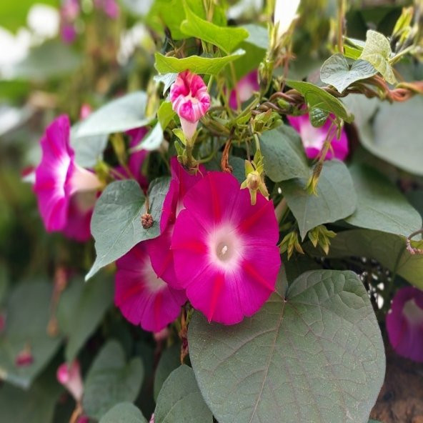 İpomea Crimson Rambler Gündüz Sefası Çiçeği Tohumu -10 Adet - 2