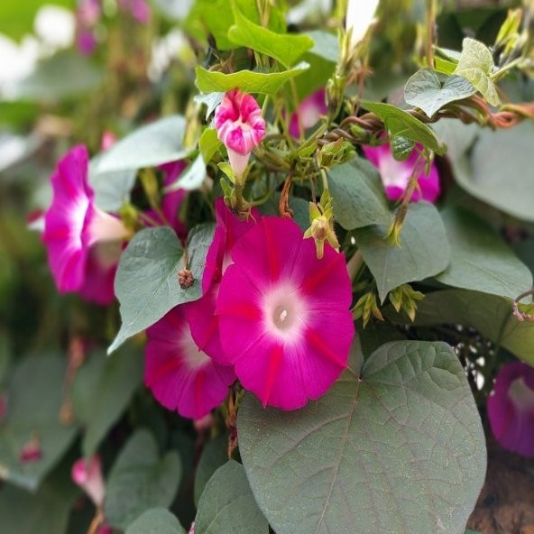 İpomea Crimson Rambler Gündüz Sefası Çiçeği Tohumu -10 Adet - 3