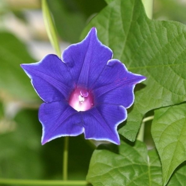 İpomea Blue Picotee Japon Gündüz Sefası Çiçeği Tohumu -5 Adet