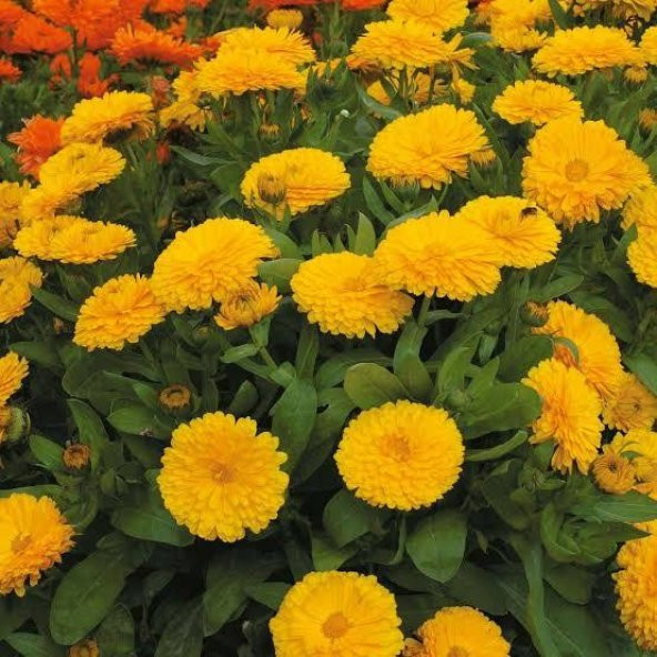 Katmerli Altın Sarısı Calendula Aynısefa Çiçeği Tohumu -50 Adet