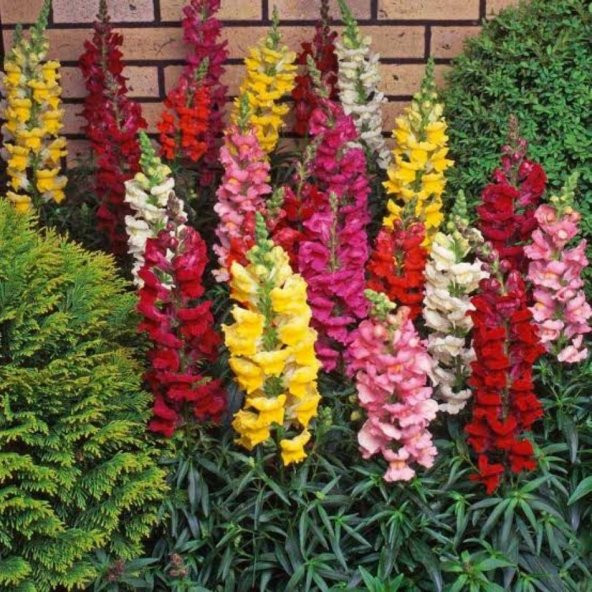 Karışık Kesme Antirrhinum Aslanağzı Çiçeği Tohumu -200 Adet - 1
