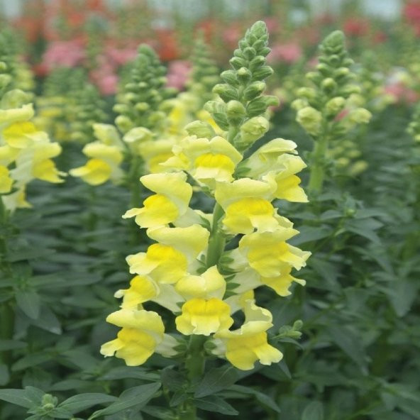 Sarı Antirrhinum Aslanağzı Çiçeği Tohumu -20 Adet - 3