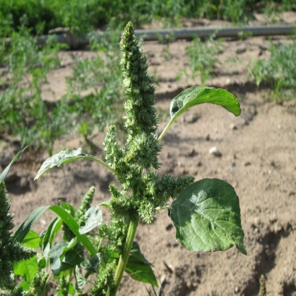 Yeşil Amaranthus Blitum Horoz İbiği Çiçeği Tohumu -50 Adet