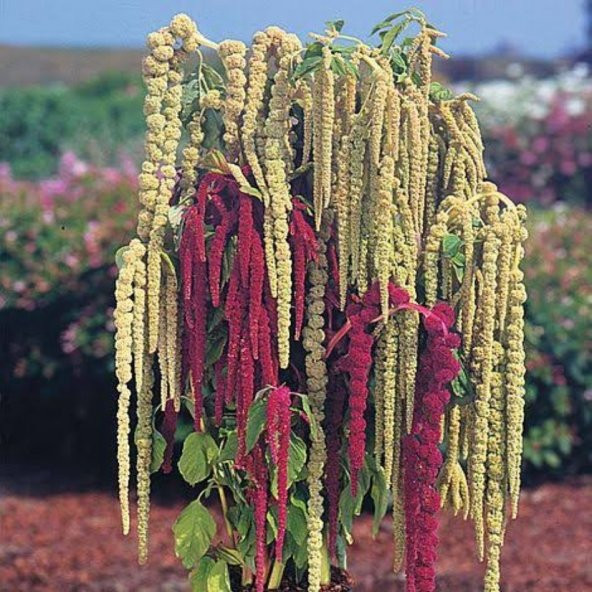 Amaranthus Caudatus Horoz İbiği Çiçeği Tohumu -50 Adet - 1