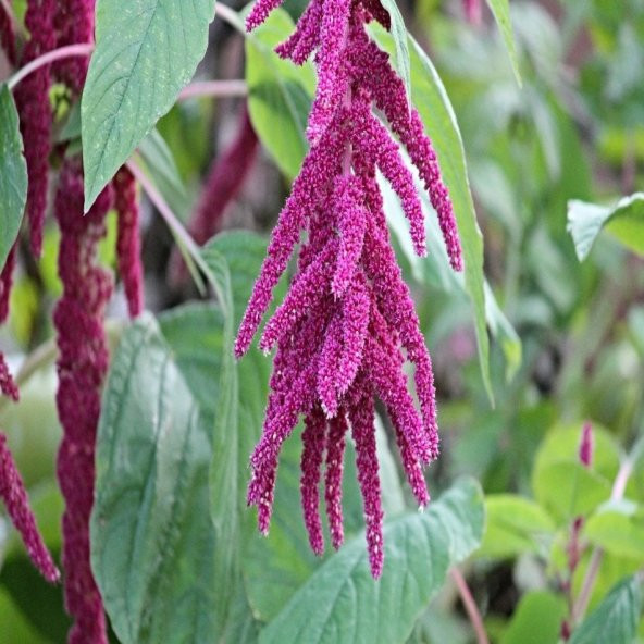 Sarkan Güzel Kırmızı Amaranthus Çiçeği Tohumu -1500 Adet - 1
