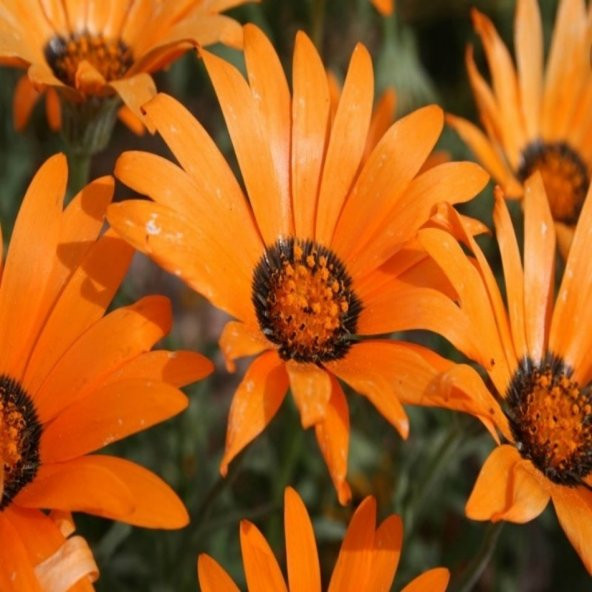 Turuncu Osteospermum Afrika Papatyası Çiçeği Tohumu -30Tohum ürün görseli