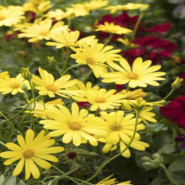 Sarı Osteospermum Afrika Papatyası Çiçeği Tohumu -50Tohum ürün görseli