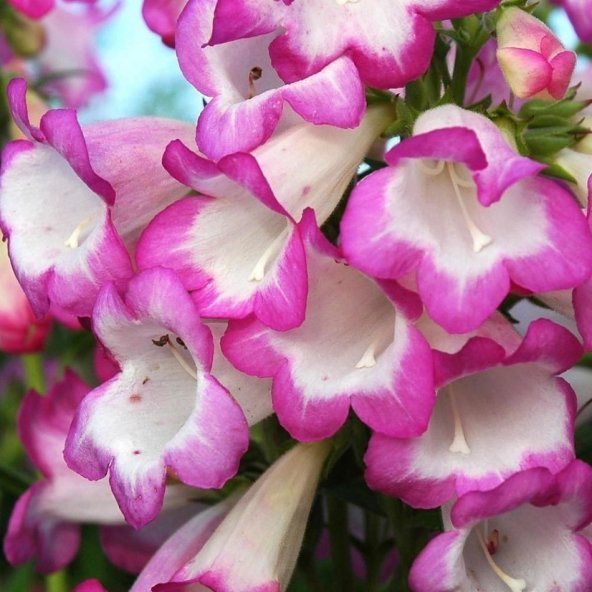 Ağlayan Güzel Penstemon Sakallı Dil Çiçeği Tohumu -50 Tohum
