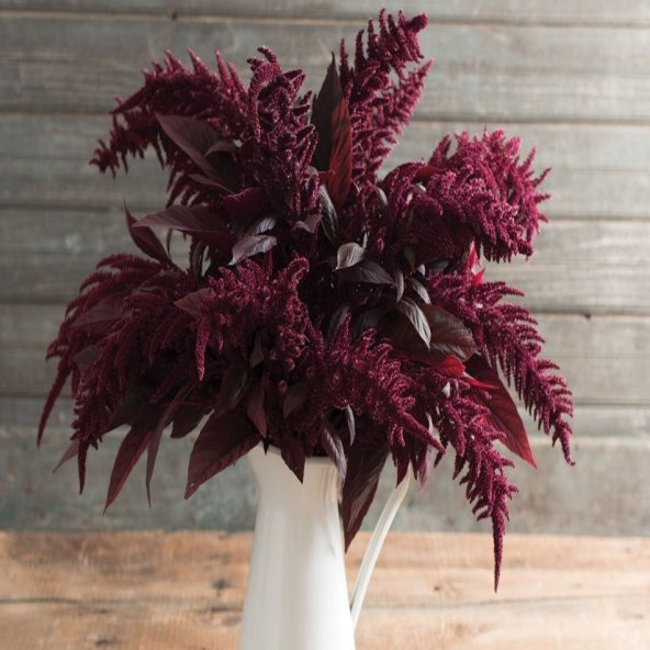 Red Spike Amaranthus Çiçeği Tohumu -50 Adet - Resim 4