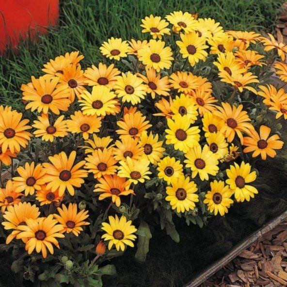 Osteospermum Afrika Papatyası Çiçeği Tohumu -30Tohum - Resim 2