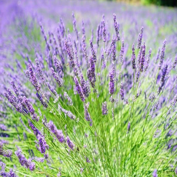 Lavanta Lavandula Angustifolia Tohumu -10 Gram ürün görseli