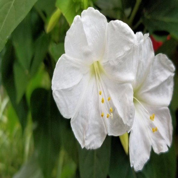 Beyaz Akşam Sefası Çiçeği Tohumu -20 Adet