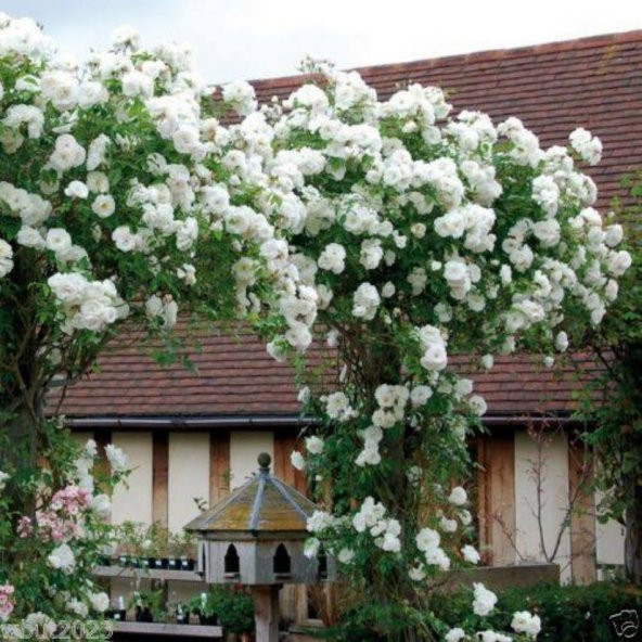 Tüplü Beyaz Tırmanıcı Sarmaşık Gül Fidanı ürün görseli