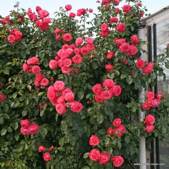 Tüplü Rosanna Pembe Tırmanıcı Sarmaşık Gül Fidanı - Resim 3