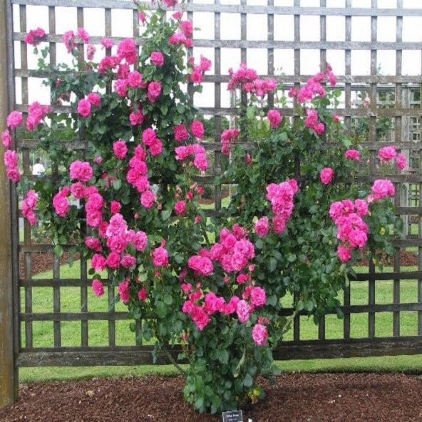 Tüplü Pembe Sarmaşık Gül Fidanı ürün görseli