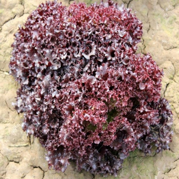 Doğal Kırmızı Kıvırcık Marul Tohumu -1 Gram