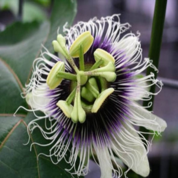 Tüplü Passiflora Edulis (Passion Fruit) (Aşk Meyvesi) - 3