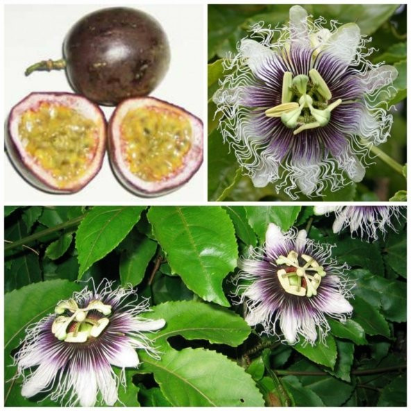 Tüplü Passiflora Edulis (Passion Fruit) (Aşk Meyvesi) - 9