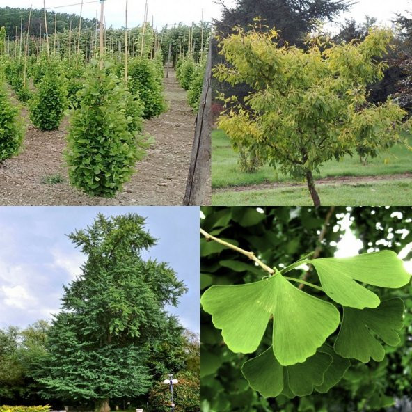 Tüplü Mağbet Ağacı Fidanı ürün görseli