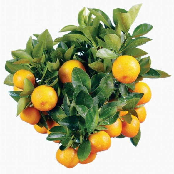 Tüplü Kolamandin Fidanı Üzeri Meyveli - Resim 5