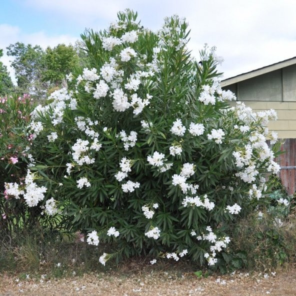 Tüplü Beyaz Çiçekli Zakkum Fidanı - Resim 2