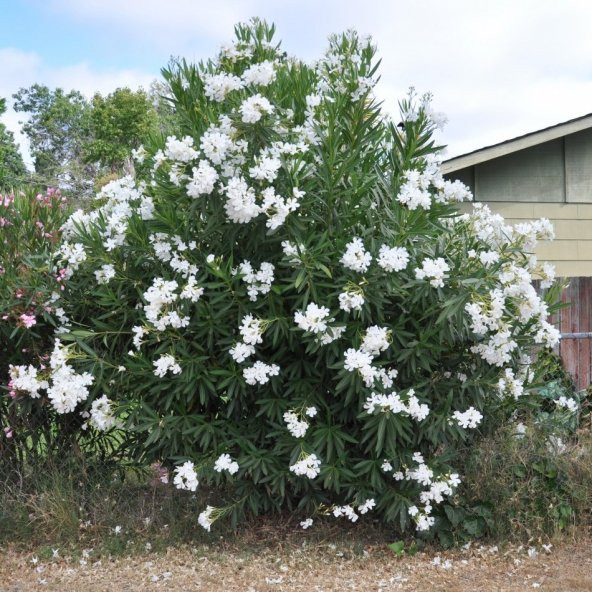 Tüplü Beyaz Çiçekli Zakkum Fidanı - Resim 3