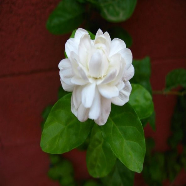 Tüplü Beyaz Çiçekli Katmerli Yasemin Fidanı
