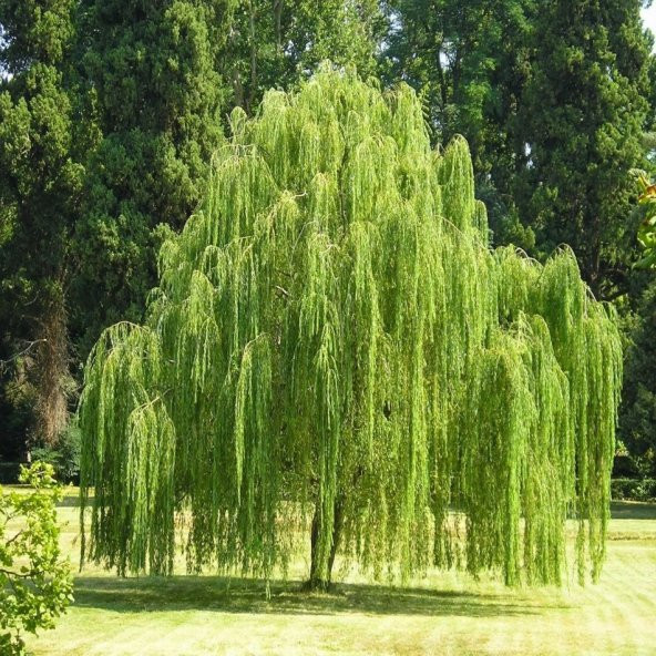 Tüplü Salkım Söğüt (Salix Babylonica) Fidanı - 2