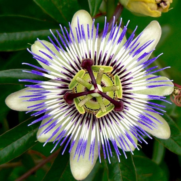 Tüplü Mavi Passiflora Aşk Meyvesi Fidanı ürün görseli
